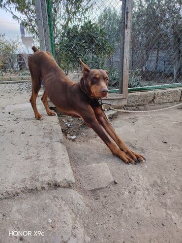 it yemi satilir: Doberman — 4