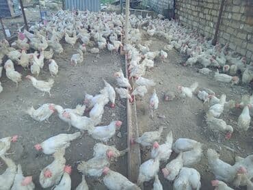 Toyuq, Liqorin, Yumurtalıq, Ünvandan götürmə lalafo.az -da Toyuq, Liqorin, Yumurtalıq, Ünvandan götürmə