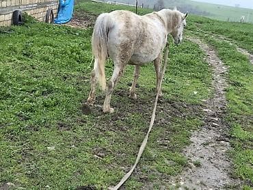 dovşan yemi: Dişi, il: 7 — 8