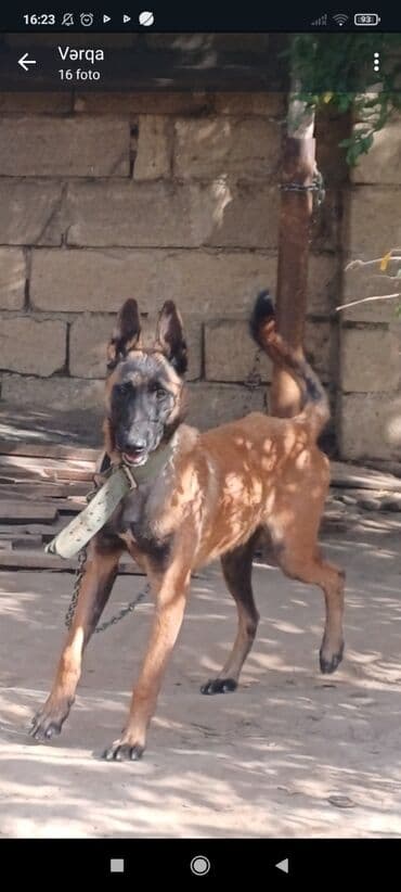 немецкие овчарки щенки купить: Belçika çoban iti — 1