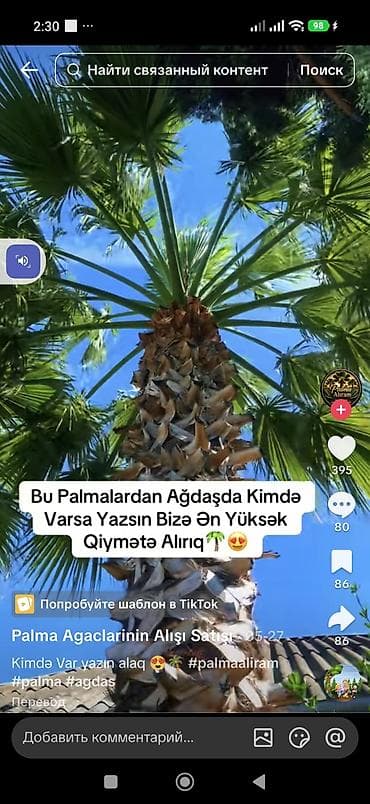 agac gulleri: Məhsul: Dekorativ palma ağacı (fan formalı yarpaqlı, qalın pullu — 4