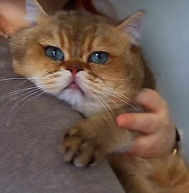 пекинес цена в баку: Elit valideynlərdən ŞOU-KLASS balalar! 💎bu qiymətə saf qan pişiklər — 6