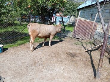 sudluk inekler satışı: Məhsul: Dana (erkək) Təsvir: - Şəkillərdə görünən sağlam, ətlik — 3