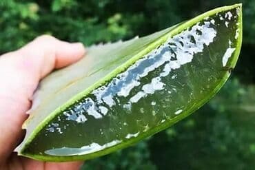 сколько стоит пальма в горшке: Tebii aloe vera Barbadensis yarpagi 9-10 illik yarpaglar — 4