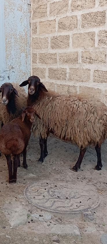xarici it adlari: Salam ünvan Bakıin maştağa kendi obşi 7 baş heyvanlar 2 baş ana-bala 3 — 6