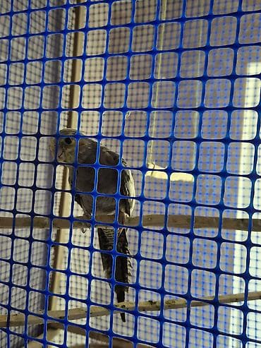 korella quş: Nimfa (cockatiel) tutquşları – 2 ədəd 2si biryerdə satılır sarı erkək — 2