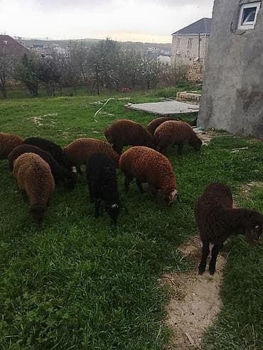 qaz cücəsi: Qoyun sürüsü – qaragül tipli, müxtəlif rənglərdə (qara, tünd — 5