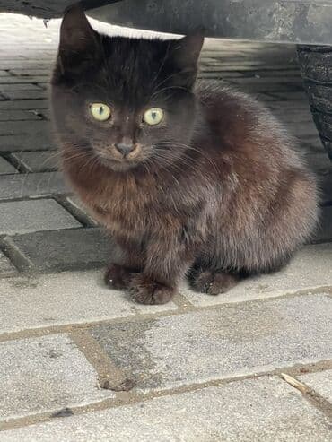 возьму котенка в добрые руки: В добрые руки — 1