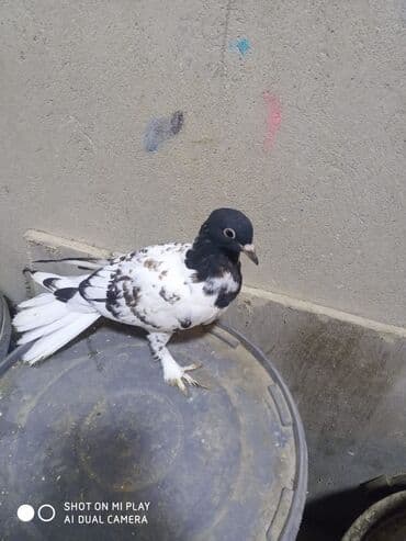 arı şəkilləri: Qara-ağ ləkəli dekorativ göyərçin - Rəng: baş və boyun hissəsi tünd — 6