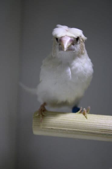 hazır hicablar: Amadin quslari saglam ve hazir quslardir. cüt veya tek satilir. qiymet — 4