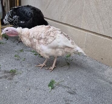 hinduşqa gəncə: Sağlam cavan hinduşqalardı cüt satılır.saxlamağa şərait olmadığı üçün — 7