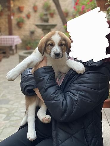 balaca itler satilir: 2 ay, Erkek — 1