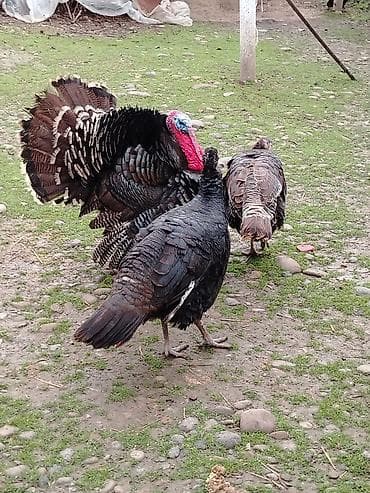 Hind quşları – damazlıq sürü - Növ: Hind quşu (türki) - Tərkib: 1