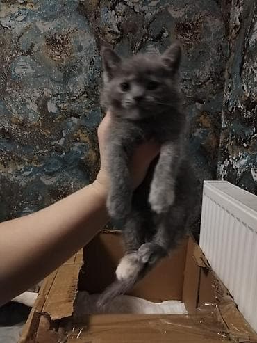 Boz tüklü balaca pişik balası - Rəng: tünd-boz (ayaqlarda və döşdə ağ