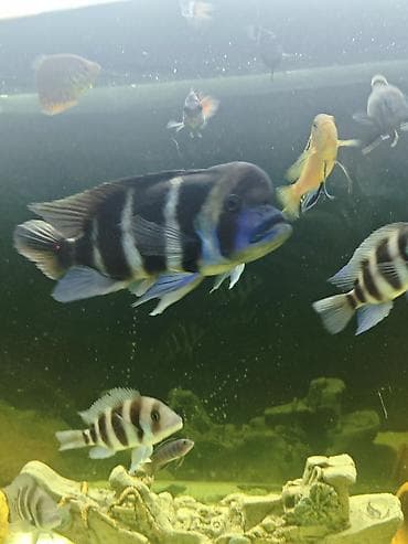 baliq akvarum: Cixlid balığı, Yırtıcı — 7