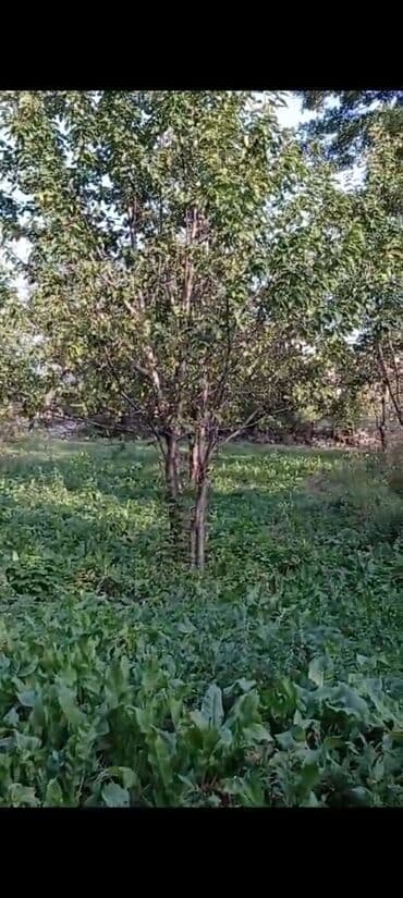 купить дом в азербайджане баку: 5 соток, Для строительства, Собственник, Купчая, Бялядия (муниципалитет) — 1