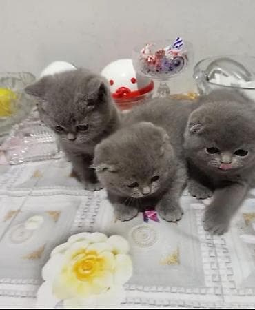 Британская — 2