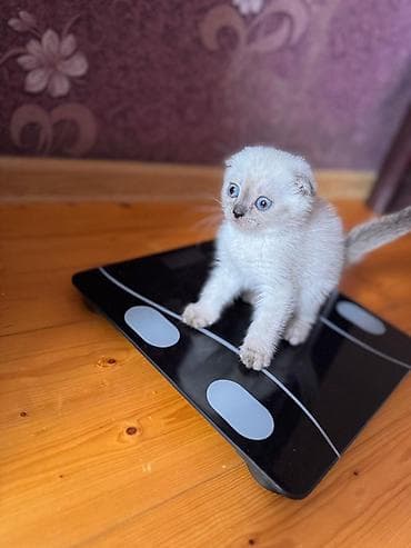 van pişik: Britan — 10