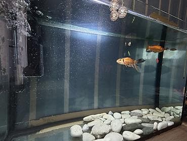 Salam. Satılır. Akvarium fabrik istehsalıdır. 80lt - dir. Filter 950F — 6