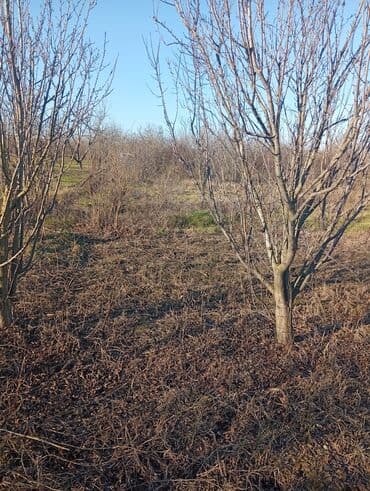 8 sot, Kənd təsərrüfatı, Mülkiyyətçi, Kupça (Çıxarış)