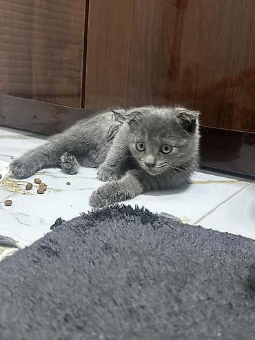 Cins pisikdi.qizdi . 2 ayliqdi . tertemizdi.saglamdi.vatsap var.qiymet lalafo.az -da Cins pisikdi.qizdi . 2 ayliqdi . tertemizdi.saglamdi.vatsap var.qiymet