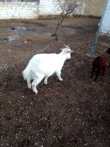 Коровы, быки: Boğazdır dişi sani çəpiş satılır istəyən olsa yazsın video sun atım — 9