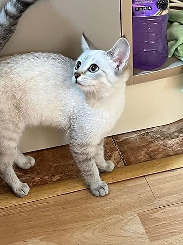 siam: Siam, Dişi, Yaxşı əllərə, Ünvandan götürmə — 8