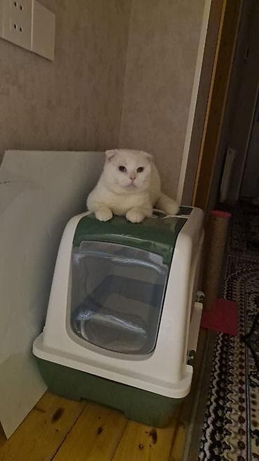 pisikler satilir: Şotland yastı qulaq, Erkək, Yaxşı əllərə, Ünvandan götürmə — 2