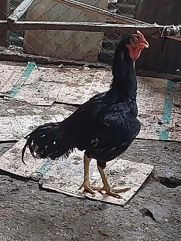 heyvanlar ucun bit dermani: Xoruz, il: <1, Ünvandan götürmə, Ödənişli çatdırılma — 6