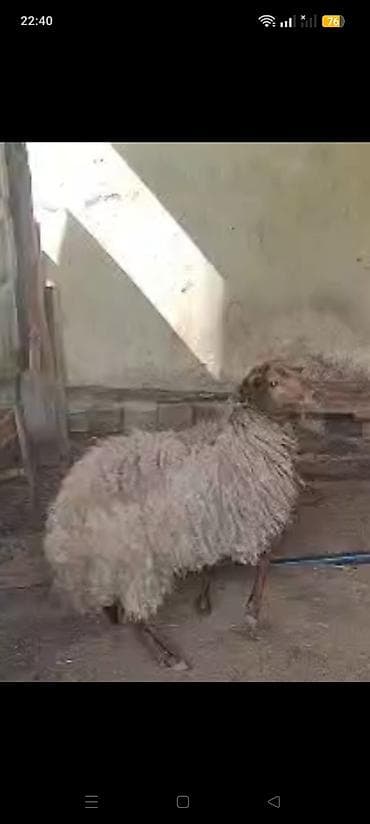 heyvan satişi: Qurbanınız qoç olsun! 35-55 kiloqram diri çəkisi olan 1 il, 1 il 6 — 3