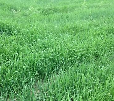 15 sot, Bələdiyyə