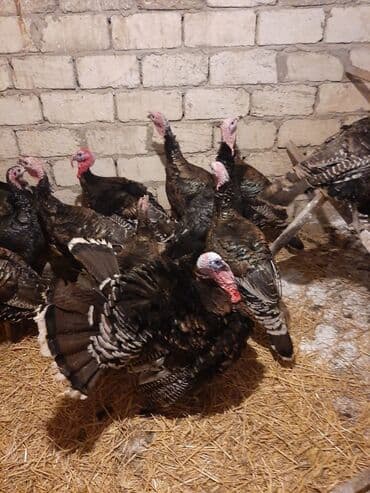 Inəklər, öküzlər: Məhsul: Hind quşları (hindtoyuğu sürüsü) Təsvir: - Şəkillərdəki böyük — 3