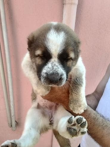 balaca it: Qafqaz çoban iti, 1 ay, Dişi, Ünvandan götürmə — 6
