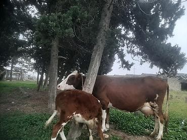 Erkək bala 3 cu qarın sudu 22letr