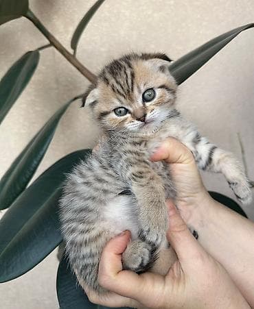 qara rəng: Şotland — 6