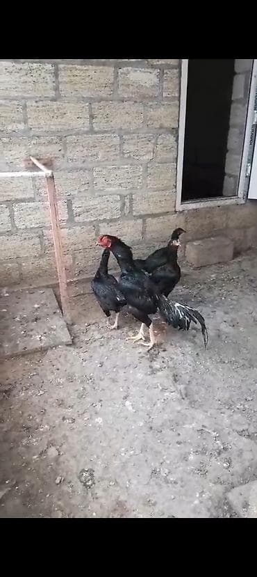 heyrati xoruz satisi: Salam aleykum satlır heyvan goranboydadı isdəyən heyvan gətirib — 2