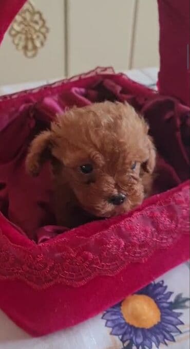 toy budel: Pudel, 3 ay, Erkek, Peyvəndli, Ünvandan götürmə — 4