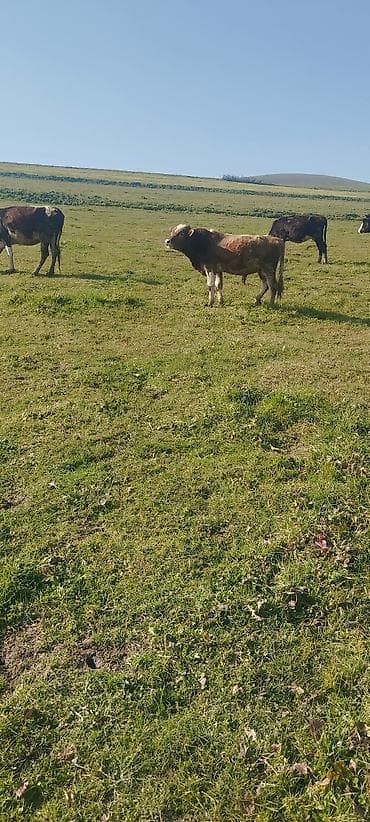 yanı balalı qoyunlar: Mal-qara – erkək dana - Növ: mal-qara, erkək dana - Rəng — 1