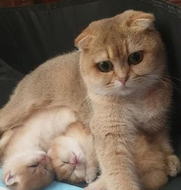 lalafo pisik satisi: Qızıl şinşilla — 5