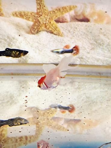 Digər heyvanlar: Qırmızı Papaq Balıǧı Cavan Nesildir Tam saǧlamdır — 2