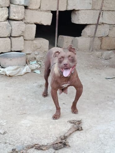 pitbul itlər: Питбуль, 1 месяц, Самец — 18