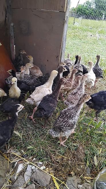 Hinduşka balaları satlir topdan satlir isdeyen vhatsapa yazsin