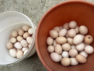 toyuq doş əti: Kənd yumurtası və xarkov yumurtası qarışıqdır isdəyən əlaqə saxlasın — 1