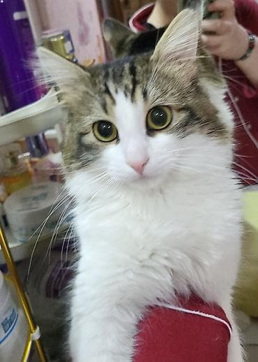 Quşlar: YOUTUBER PİŞİK!!! CÜTLƏŞDİRİLİR ERKƏKDİR. YARAŞIQLIMA GÖZƏL QIZ — 3