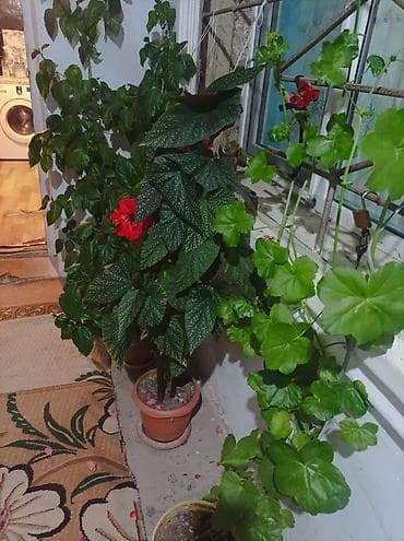 роза: Qırmızı hibiskus (Çin qızılgülü) – dekorativ otaq/eyvan bitkisi - — 4