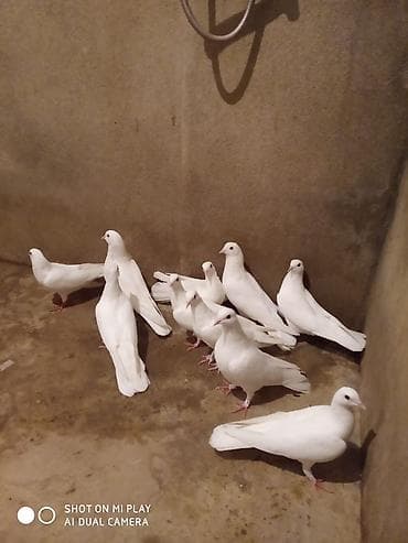 goyercin berde: ÜnvanMaştaga Məhsul: Ağ göyərçinlər (qrup — 10