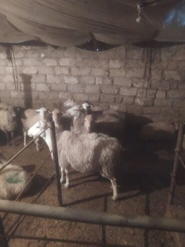 qoyun bazari: Qoyun sürüsü satılır - Növ: yerli qarışıq (ağ və qəhvəyi rəngli, uzun — 6