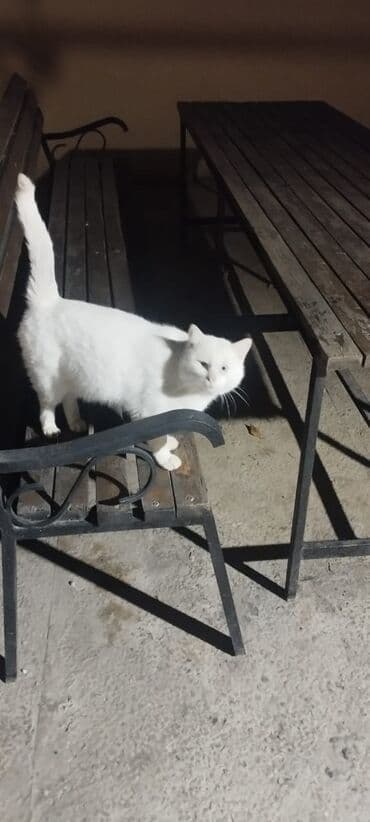 İtlər: Erkək, Yaxşı əllərə — 8