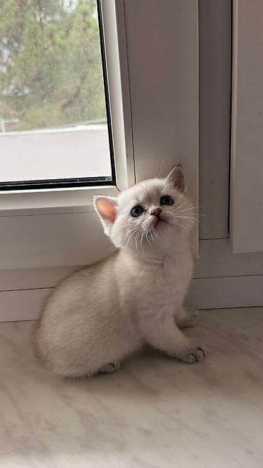 meymun sekli: Britaniya mənşəli görünüşlü balaca pişiklər - Cins/type: Qısa tüklü — 4