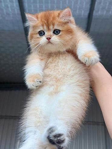 Pişiklər: Britan — 1